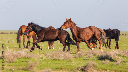 Horses graze in the steppe of Kazakhstan in spring © schankz