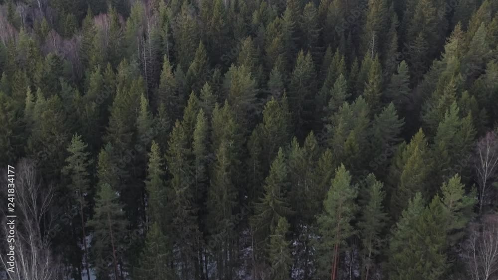 Aerial forward flight over winter fir forest in sunset Aerial forward flight over winter fir forest in sunset