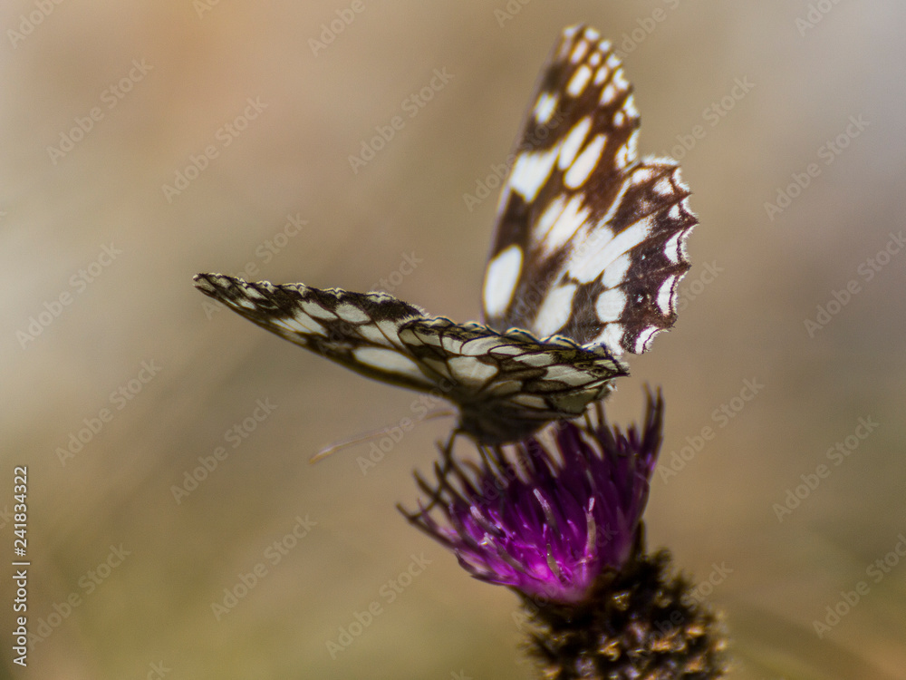 Fototapeta premium Colorfull butterfly in the green