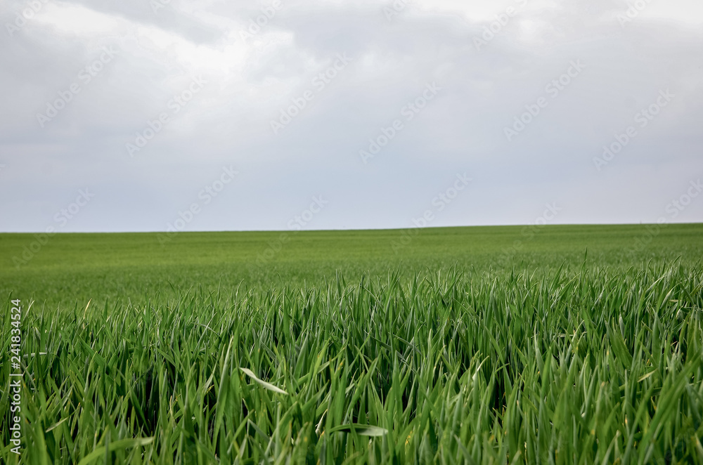 Green grass wheat field in spring. Copy space. Green grass wheat field in spring. Copy space.