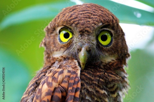 portrait of an owl photo