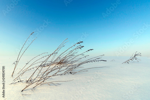 Winter scene of a snowy white field with a few stems of dry grass on foreground and blue cold sky