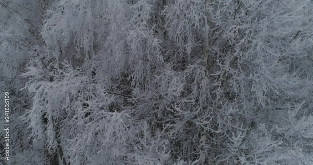 Aerial view: winter forest. Flight over snowy tree branch in view of the winter forest. Winter landscape, forest, trees covered with frost, snow. Aerial footage, 4K video. Aerial view: winter forest. Flight over snowy tree branch in view of the winter forest. Winter landscape, forest, trees covered with frost, snow. Aerial footage, 4K video.