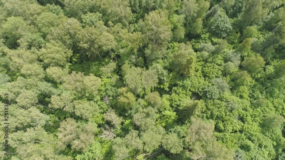 Aerial view green forest, treetops, forest area. Pine, spruce forest from above. Flight over mixed forest on a sunny summer day Aerial view green forest, treetops, forest area. Pine, spruce forest from above. Flight over mixed forest on a sunny summer day