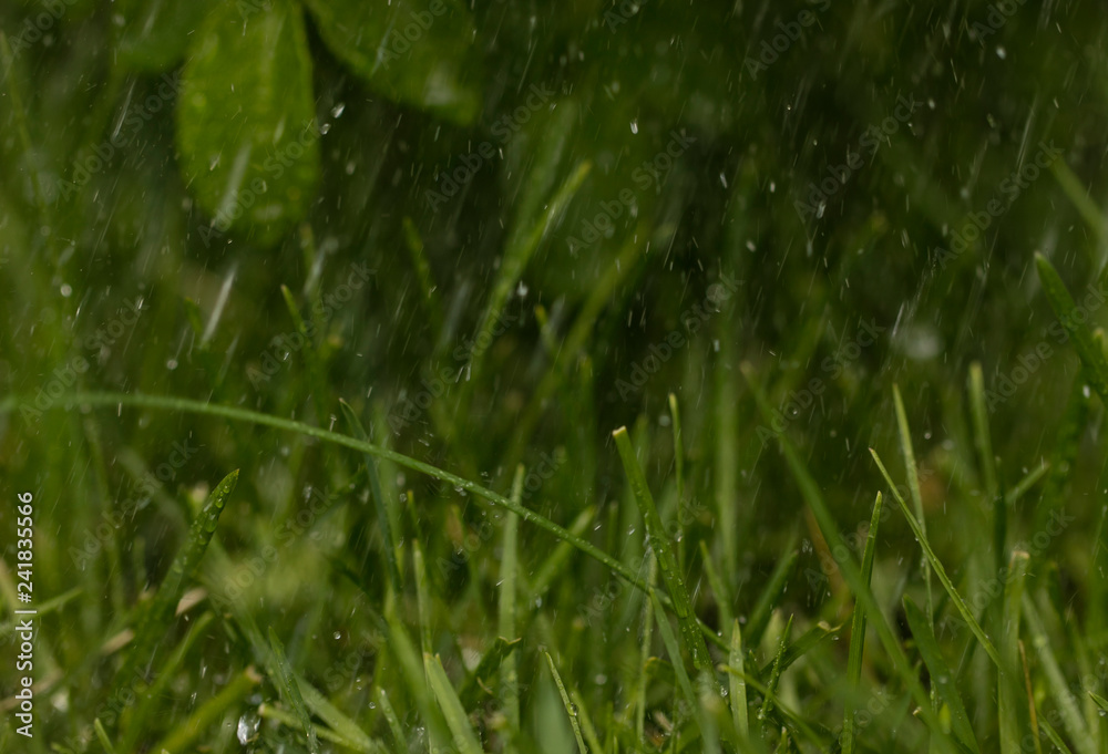 abstract background. raindrops on a background of grass and leaves. copy space