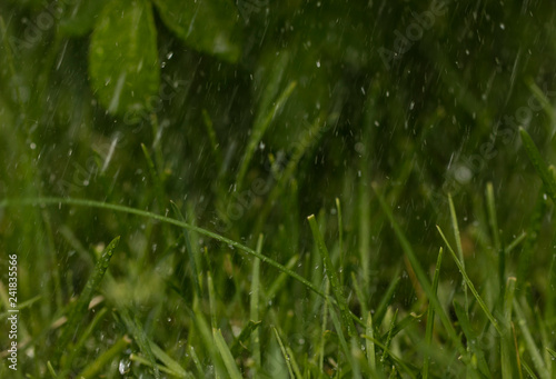 abstract background. raindrops on a background of grass and leaves. copy space