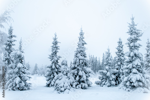 Fabulous winter landscape, Christmas trees in the snow, cold, snowy winter © Mariana