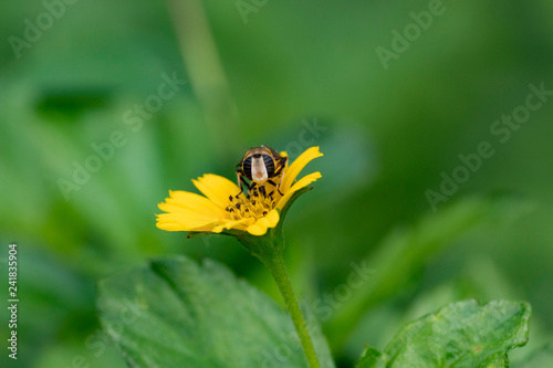 honey bee on flower © Manu