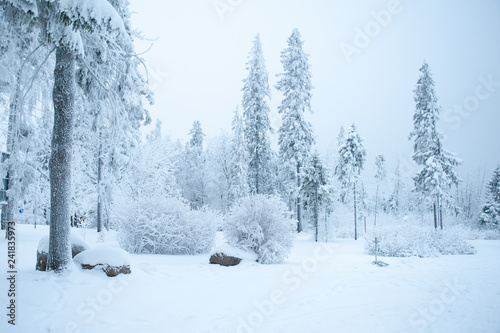 Fabulous winter landscape, trees in the snow, cold, snowy winter