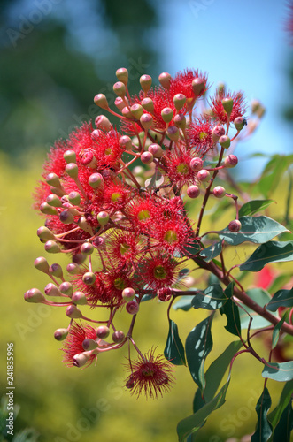 Red flowering gum tree blossoms, Corymbia ficifolia ‘Wildfire’, Family Myrtaceae. Endemic to Stirling Ranges near Albany in on south west coast of Western Australia. 