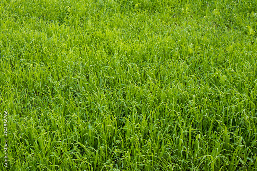 Wheat Sprouts Plant Growing in Field