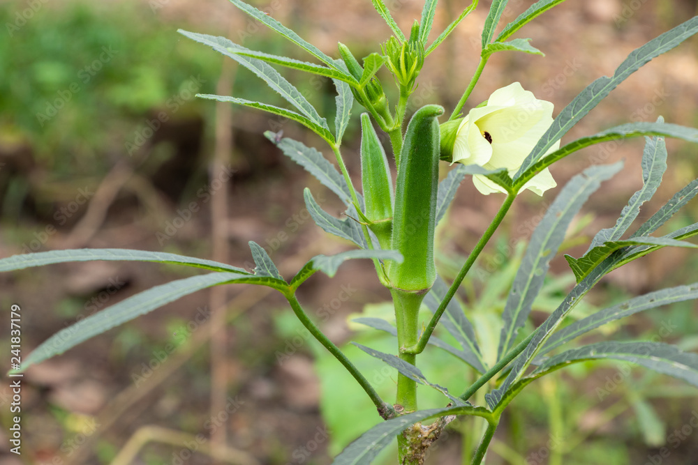 Fototapeta premium Okra, lady finger growing in farm