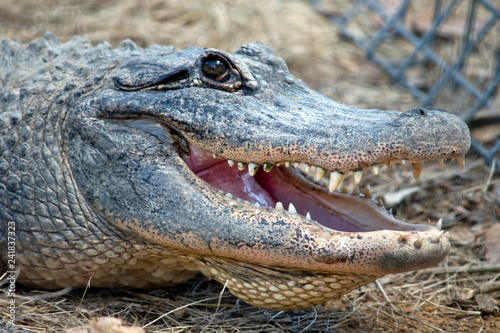 A close up of an Alligator