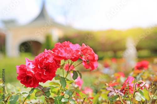 Beautiful red roses flower in the garden.