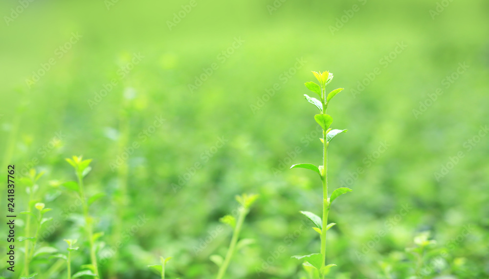 Fresh green tree leaf on blurred background in the summer garden with copy space and clean pattern. Close-up nature leaves in field for use in web design or wallpaper. Fresh green tree leaf on blurred background in the summer garden with copy space and clean pattern. Close-up nature leaves in field for use in web design or wallpaper.