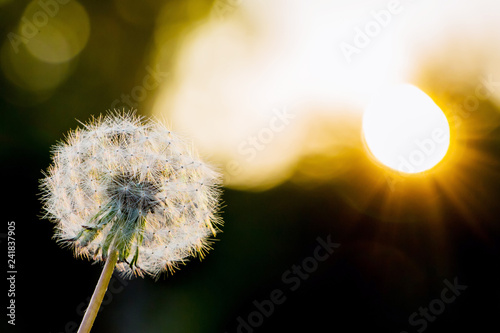 Fototapeta Naklejka Na Ścianę i Meble -  Fluffy dandelion glow in the rays of sunlight at sunset. Beautiful dandelion flower in spring  close-up in the golden rays of the sun on a dark background_