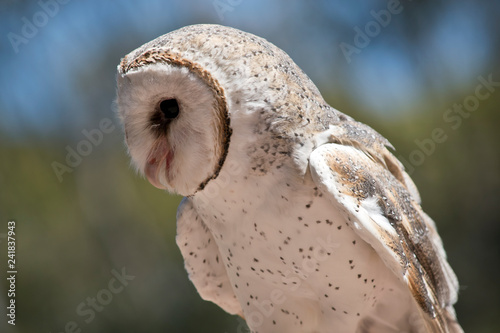 Schilderij op canvas a barn owl