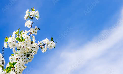 Branch of cherry blossoms on a blue background with copy space_