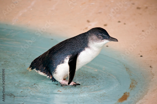 a fairy penguin or little penguin