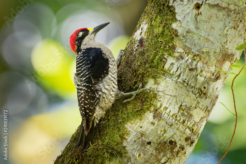 Black-cheeked Woodpecker - Melanerpes pucherani resident breeding bird from southeastern Mexico south to western Ecuador. photo