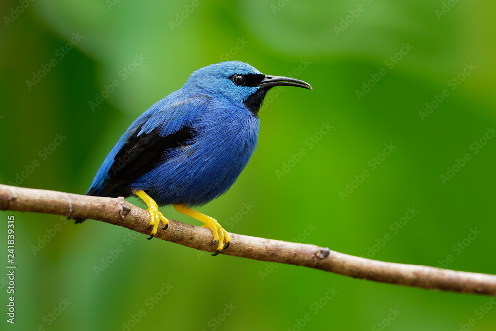 Shining Honeycreeper - Cyanerpes lucidus small bird in the tanager family Shining Honeycreeper - Cyanerpes lucidus small bird in the tanager family