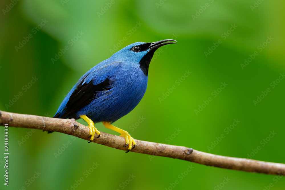 Shining Honeycreeper - Cyanerpes lucidus small bird in the tanager family Shining Honeycreeper - Cyanerpes lucidus small bird in the tanager family