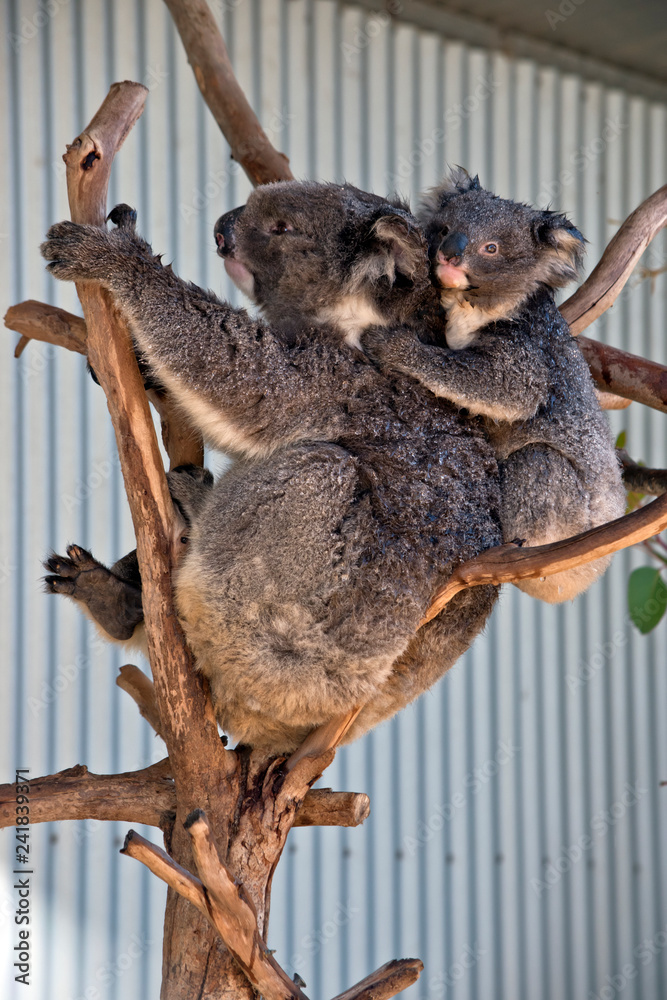 Naklejka premium koala with joey