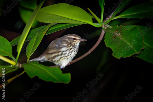 Northern Waterthrush - Parkesia noveboracensis, New World warbler and one of the Nearctic-Neotropical migratory songbirds