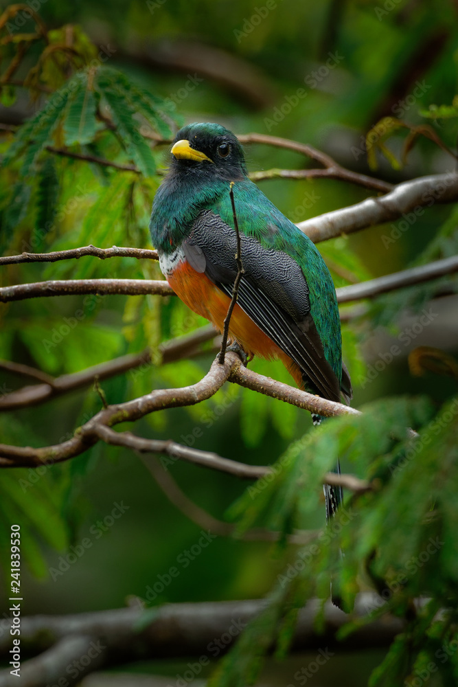 Obraz premium Orange-bellied Trogon - Trogon aurantiiventris near passerine bird in the trogon family, Trogonidae, warmer parts of the Neotropics, Colombia, northern Venezuela and Trinidad and Tobago