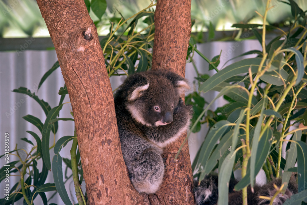 Fototapeta premium joey koala