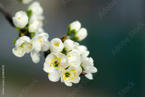 Plum blossoms in early spring