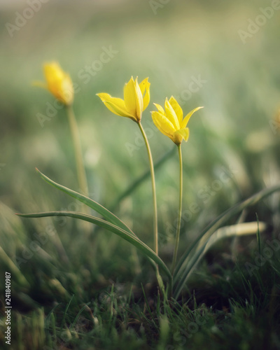 Fototapeta Naklejka Na Ścianę i Meble -  Tulips are a spring early flowering plant. Wild tulips need protection