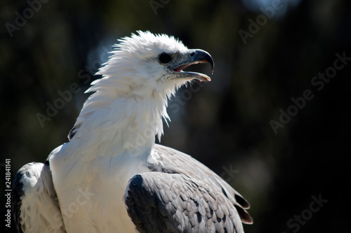 a sea eagle