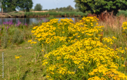Yellow flowering tansy ragwort or Jacobaea vulgaris plants in the foreground of a Dutch nature reserve with a small lake in the background. It is a sunny morning with a blue sky in the summer season.