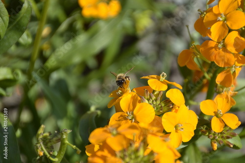 Goldlack Blume / Pflanze mit Biene