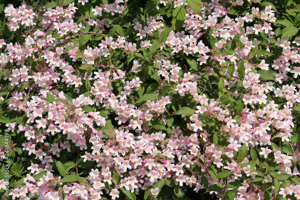 Beauty Bush or Kolkwitzia amabilis (syn. Linnaea amabilis). General view of flowering plant