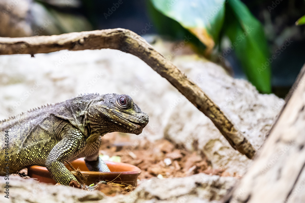 Fototapeta premium Hydrosaurus pustulatus, lézard