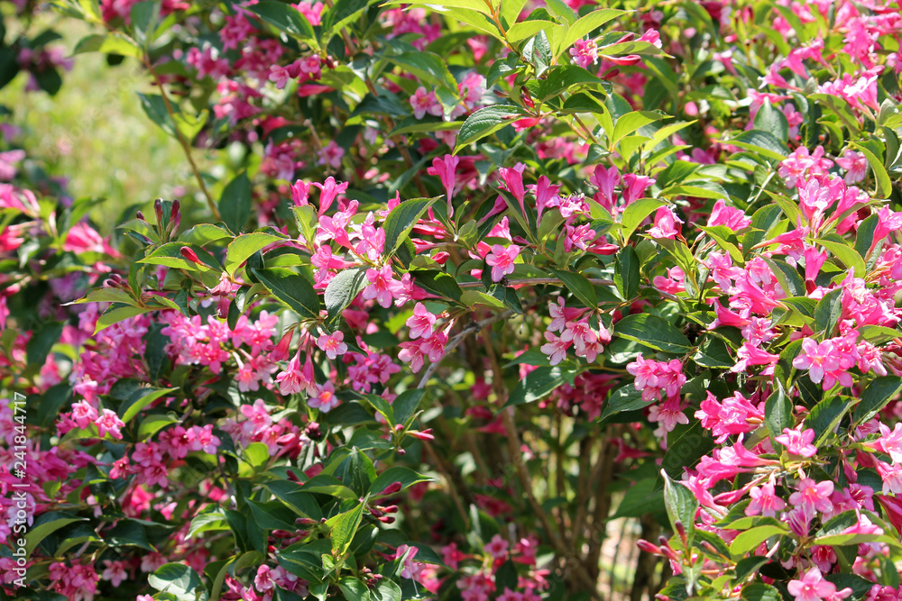 Weigela hybrida with pink flowers and green leaves