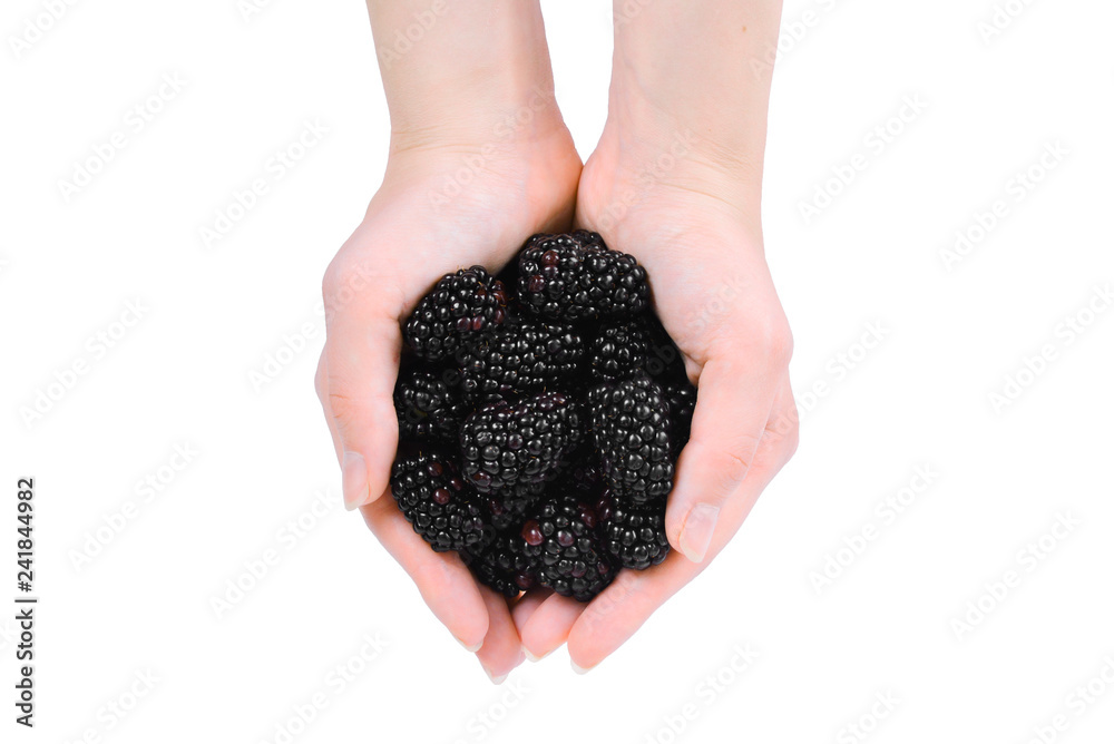 Mulberry kept in hands isolated on white background. Mulberry kept in hands isolated on white background.