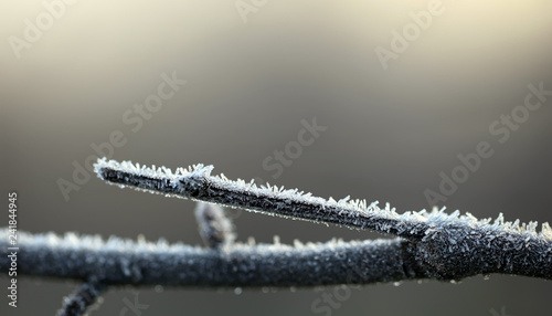 Closeup big flakes of snow on branch. Selective focus of Snowflake on tree during winter, shallow depth of field