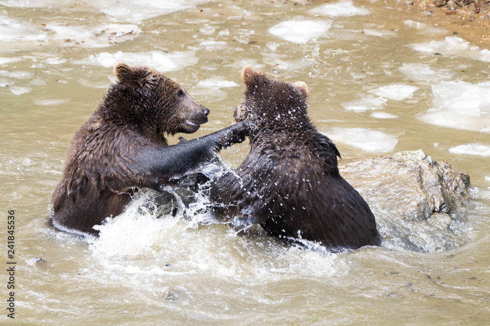 Bears in the Bohemian Forest, Germany. Bears in the Bohemian Forest, Germany.