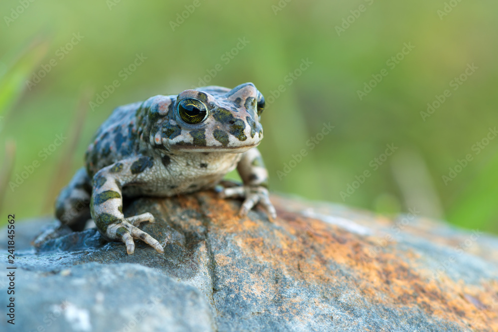 The European green toad (Bufo viridis) The European green toad (Bufo viridis)
