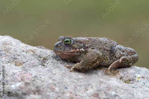 The natterjack toad (Epidalea calamita)