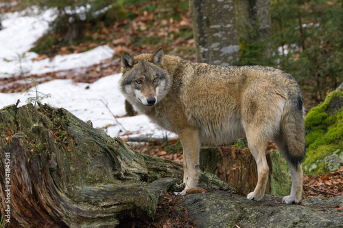A wolf in the Bohemian Forest, Germany.