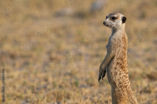 Meerkat - Stokstaartje - Suricata suricatta - Botswana