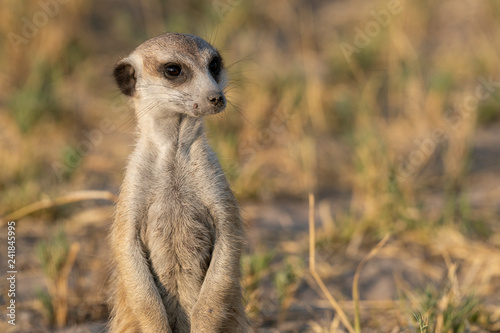 Meerkat - Stokstaartje - Suricata suricatta - Botswana