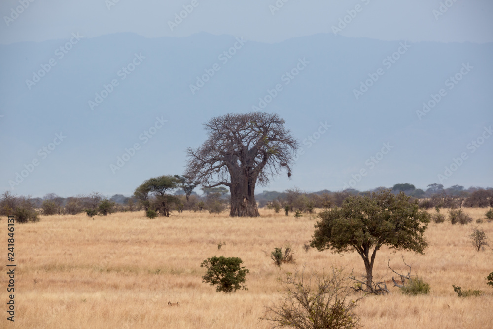 Baobabbaum (Adansonia digitata) - Afrikanischer Affenbrotbaum - Tansania 