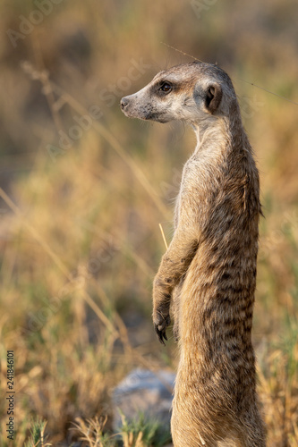 Meerkat - Stokstaartje - Suricata suricatta - Botswana