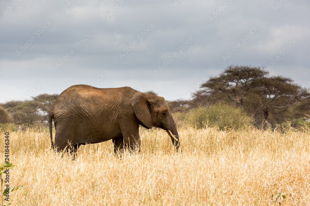 Elefant - Loxodonta africana