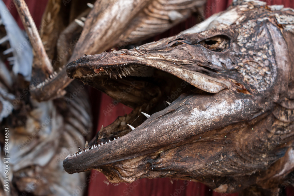 Obraz premium Dried head of fish on the wall